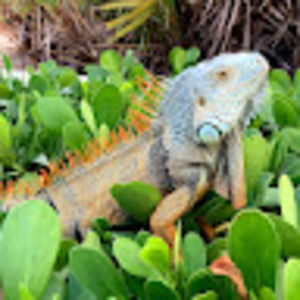 Meet your Posher, Curtis